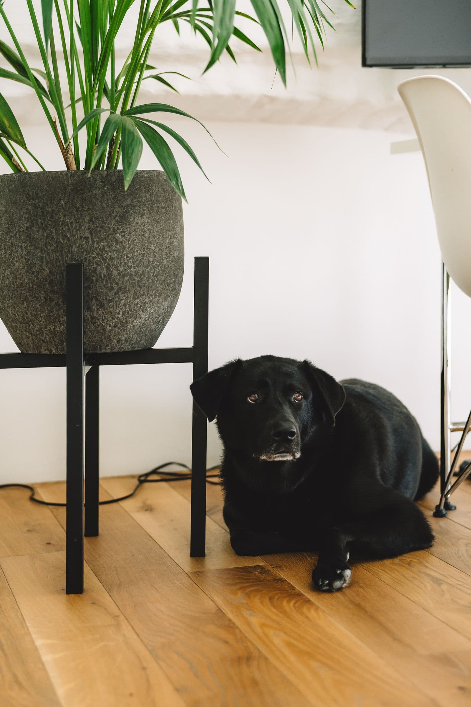 Einer der Bürohunde liegt unter einer Zimmerpflanze auf dem Holzboden und schaut in die Kamera
