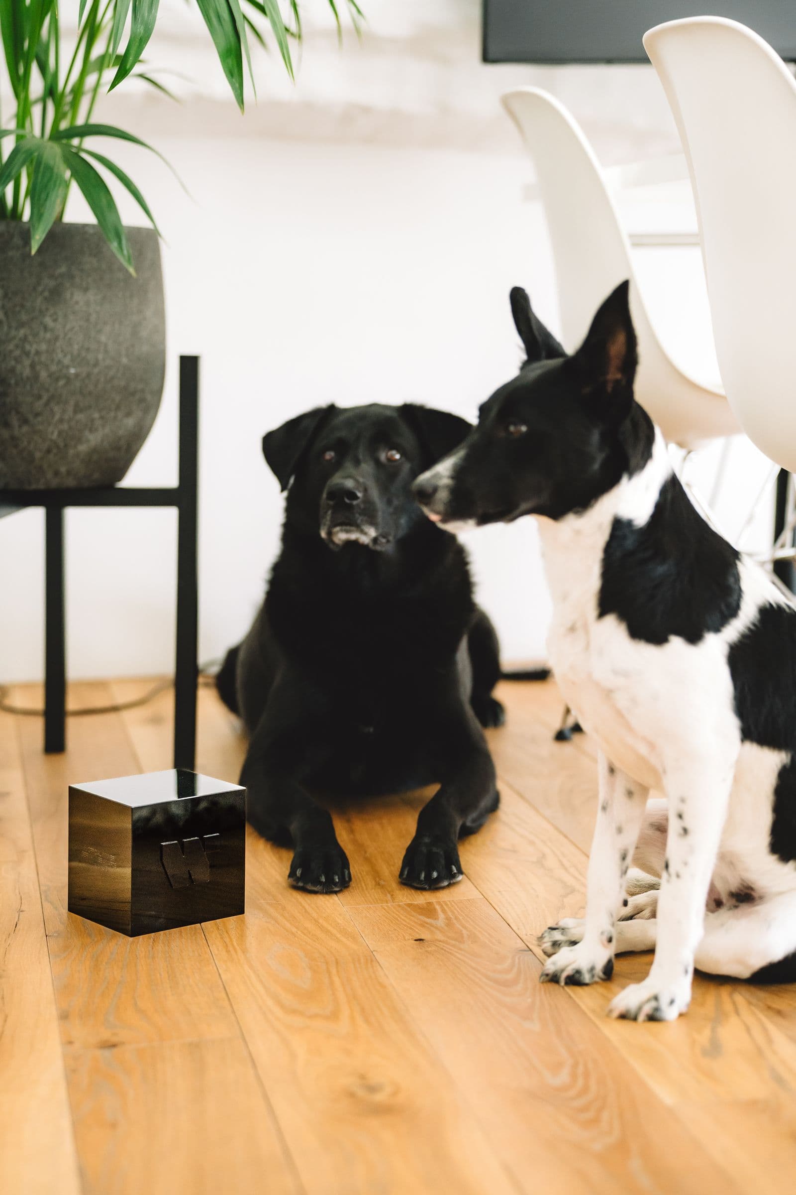 Die zwei Bürohunde sitzen nebeneinander auf dem Holzboden